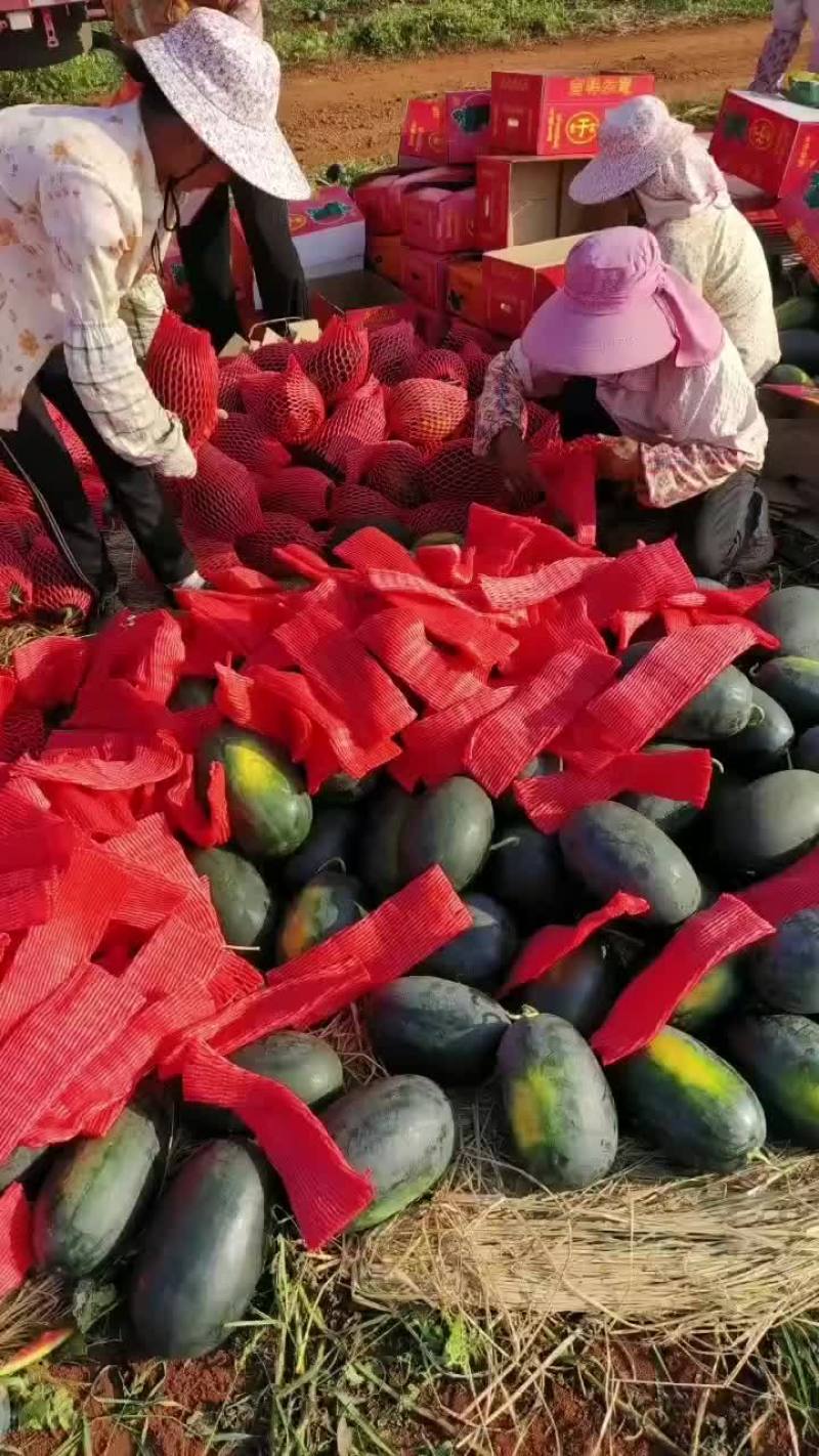 大量黑美人，摸黑公司
