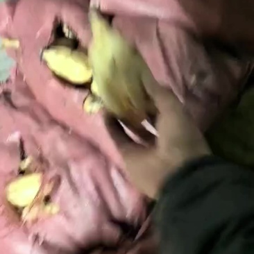 精品莲头