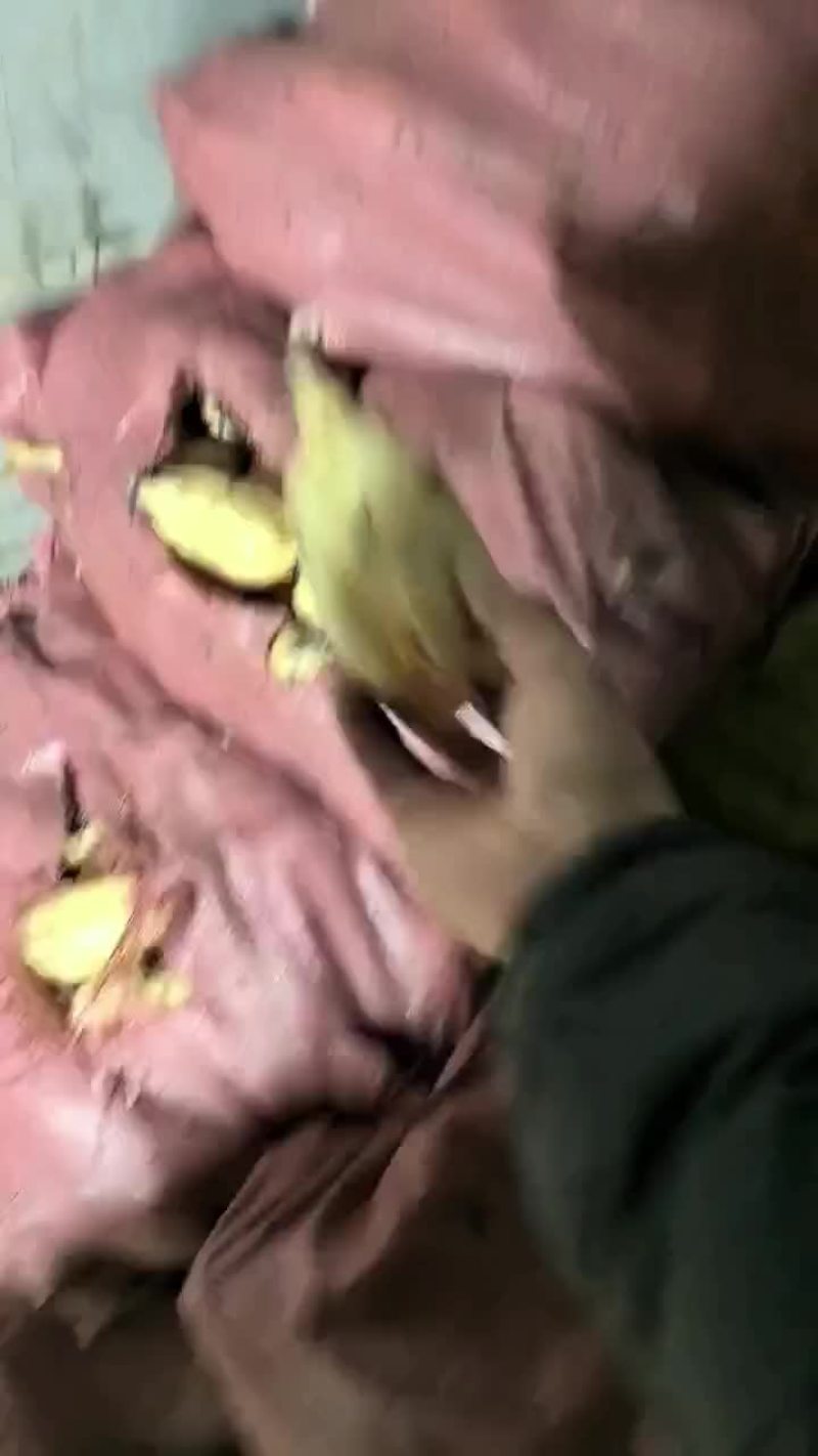 精品莲头