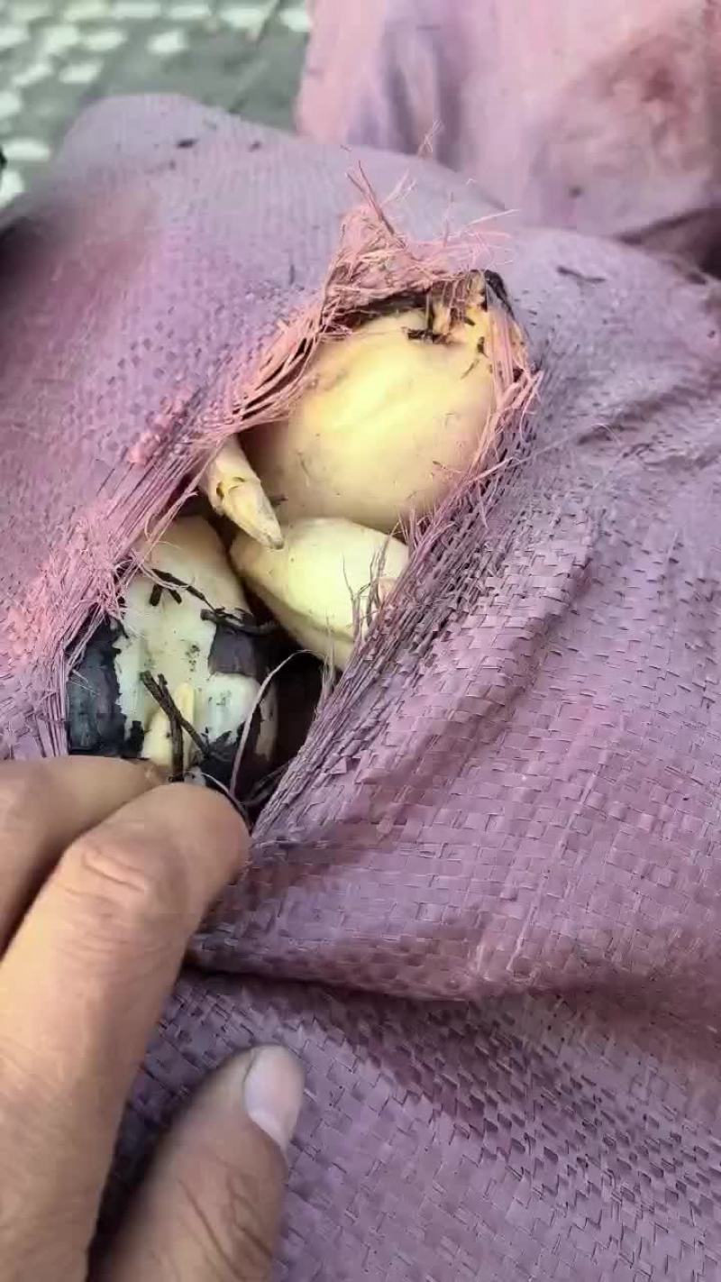 精品莲头