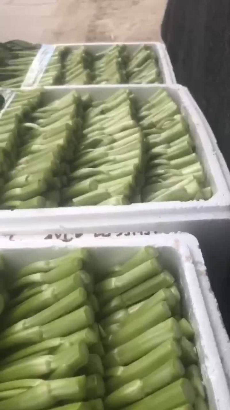 精品菜心