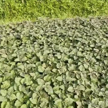 广藿香扦插苗成活率高可以起苗了产量高有老板需要的话联系我