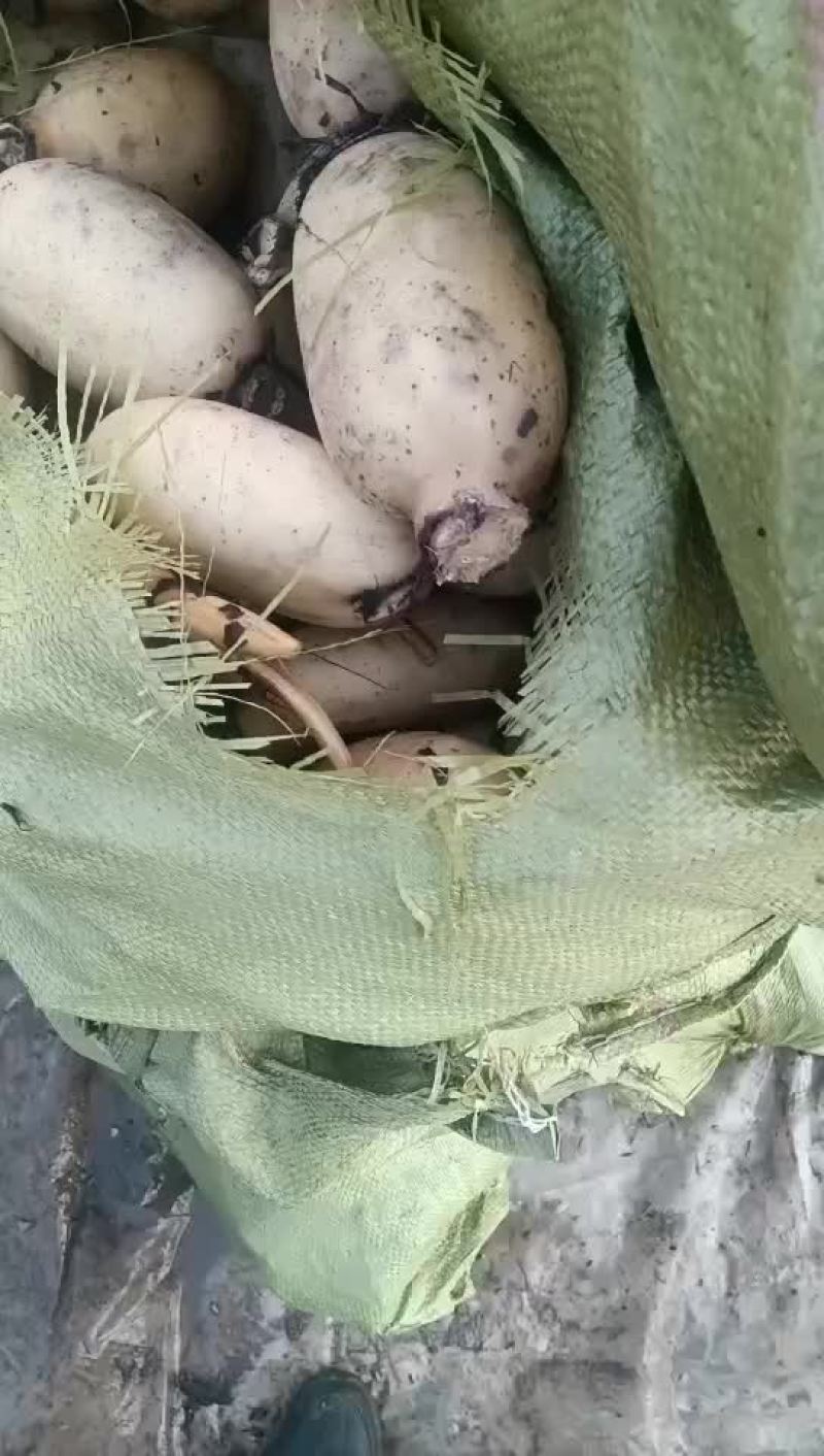 精品莲头