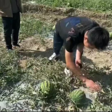 电商甜王西瓜