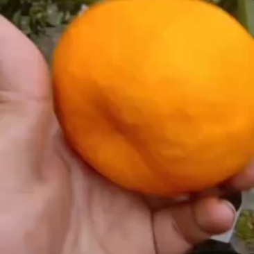 耙耙柑商品果