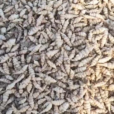 螺丝菜宝塔菜