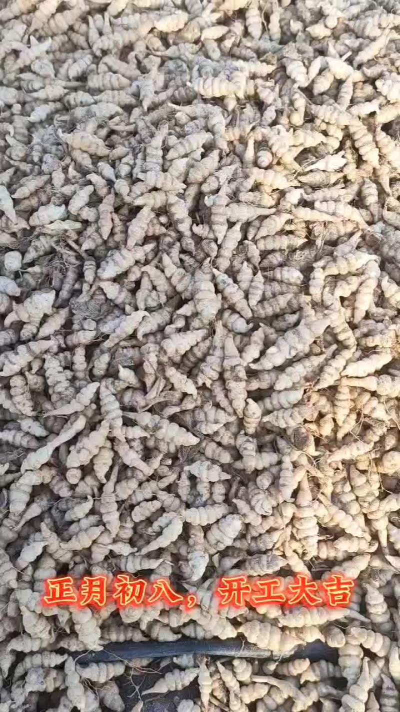 螺丝菜宝塔菜