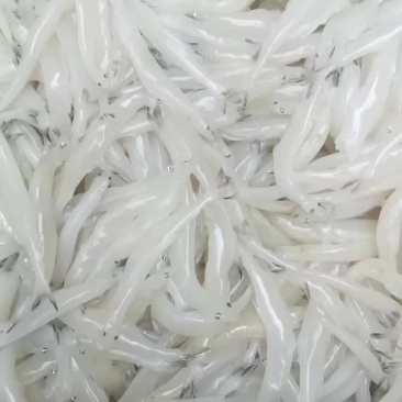 精品肥条10-12一斤55条左右