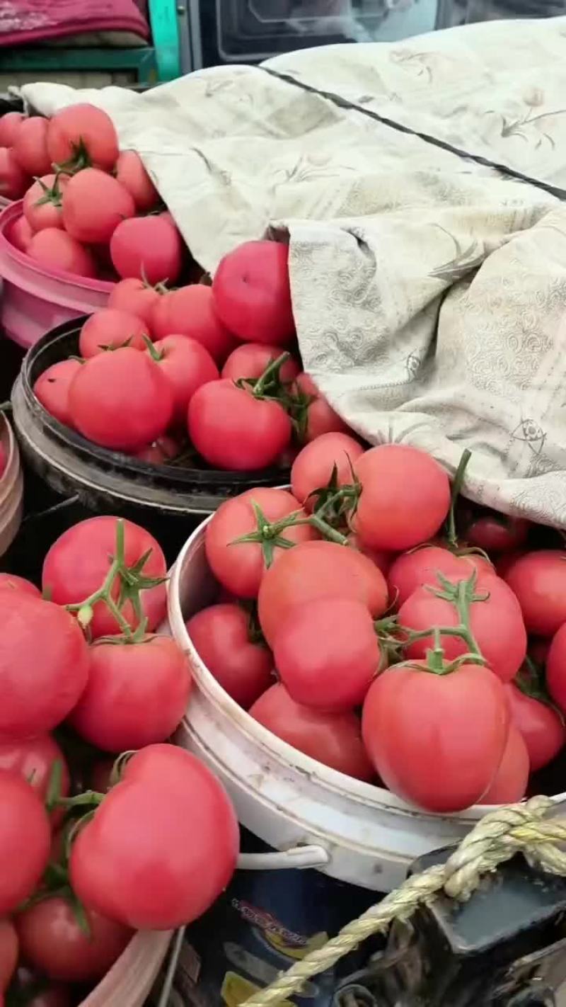 邯郸本地蔬菜