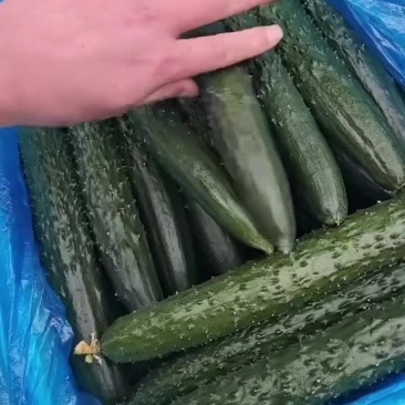 精品黄瓜