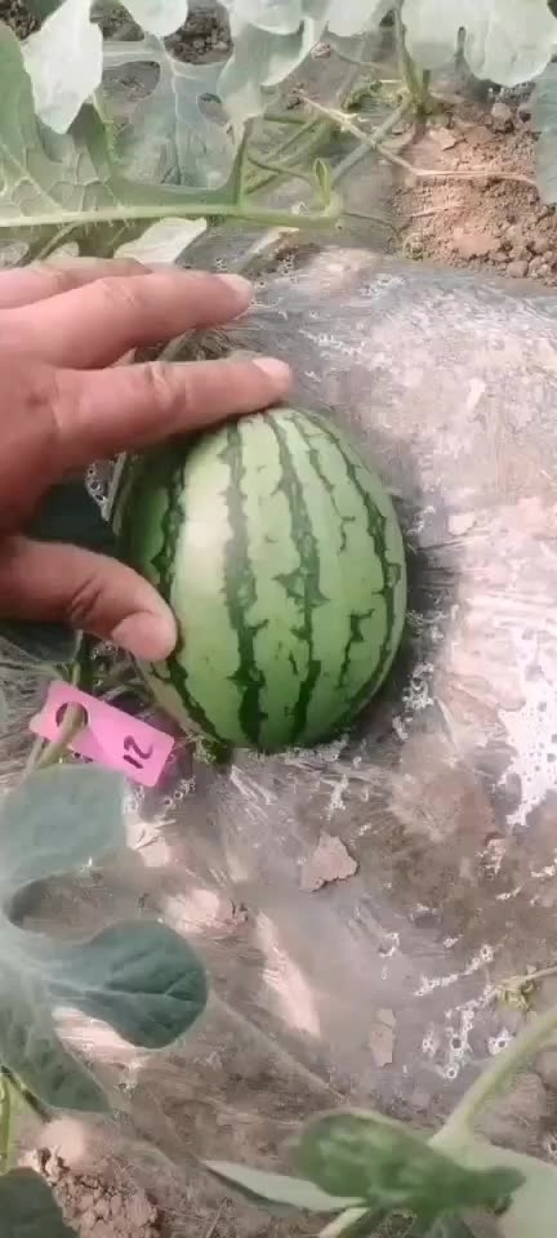 2k礼品瓜以上市，主要对接电商，超市，市场，大量有货