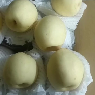 大量供应鸭梨，全国各地都可以发货，常年供应，产地代办