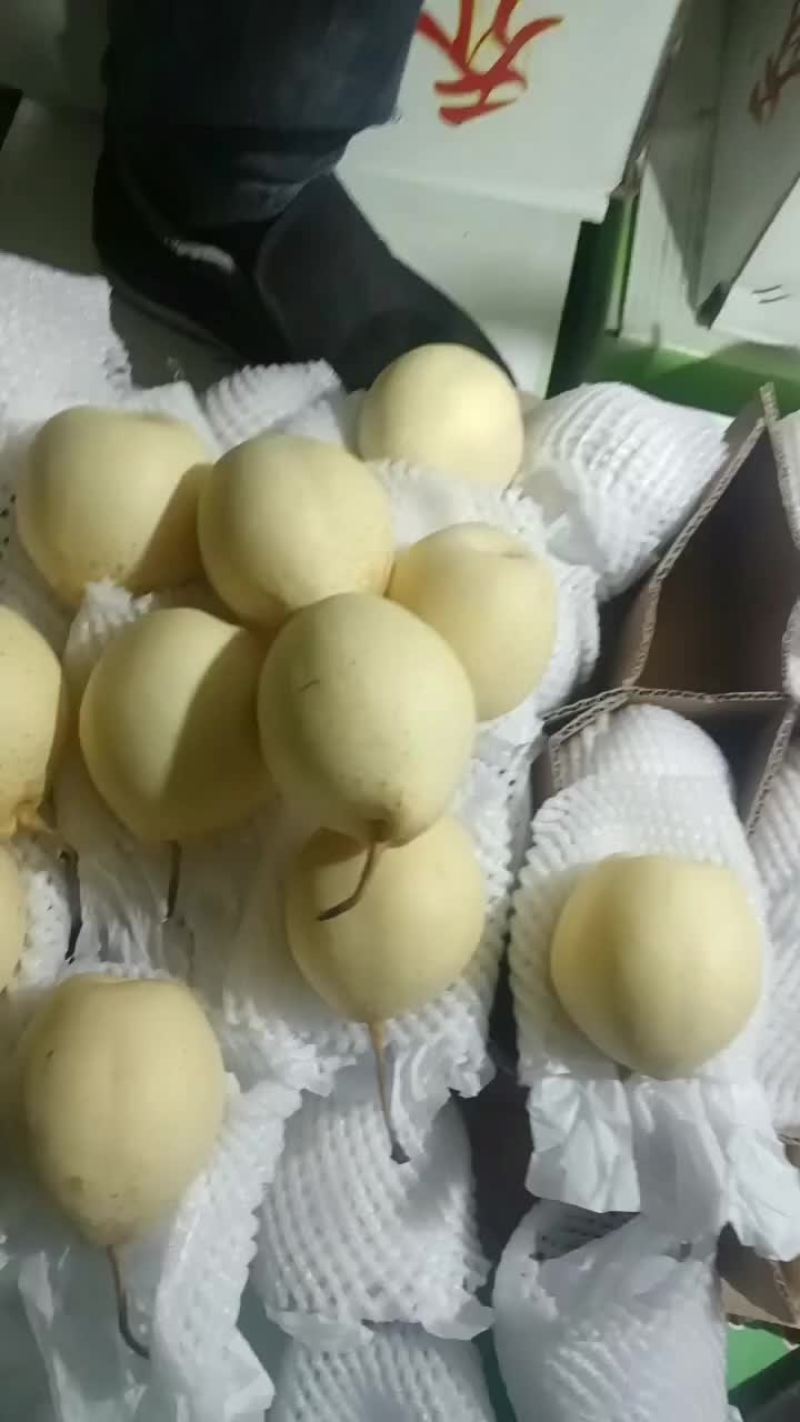 大量供应鸭梨，全国各地都可以发货，常年供应，产地代办