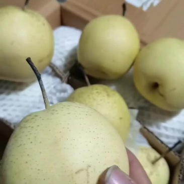 雪花梨