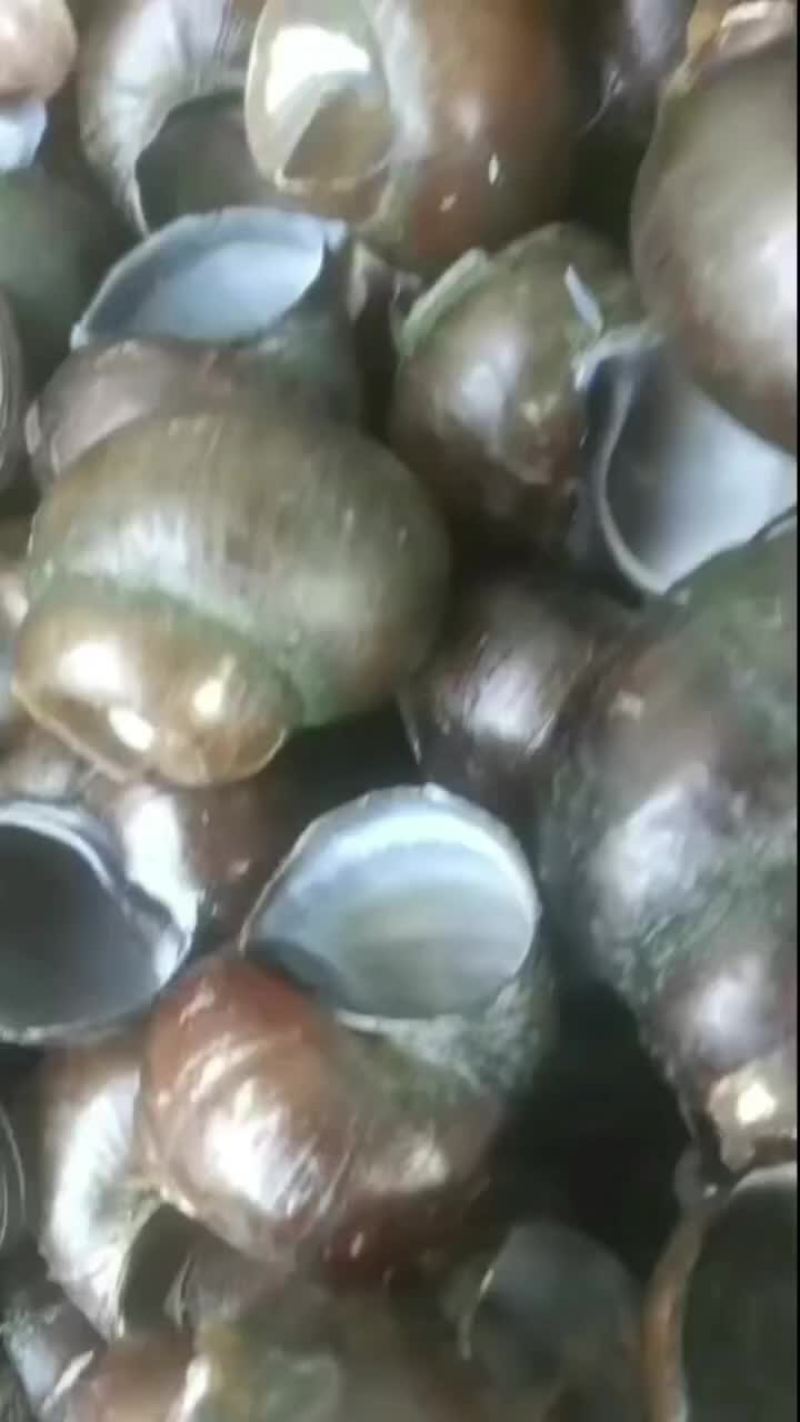 田螺壳