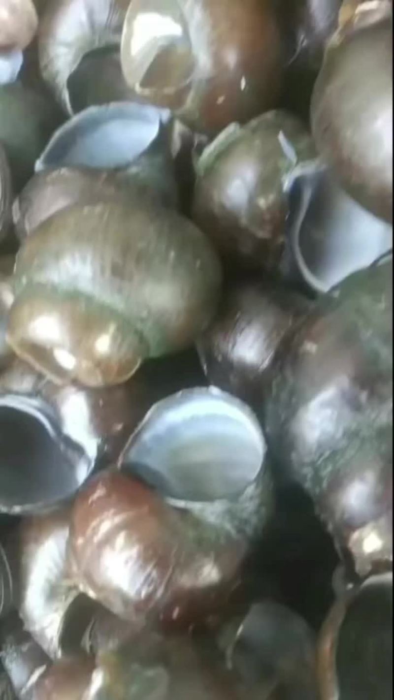 田螺壳