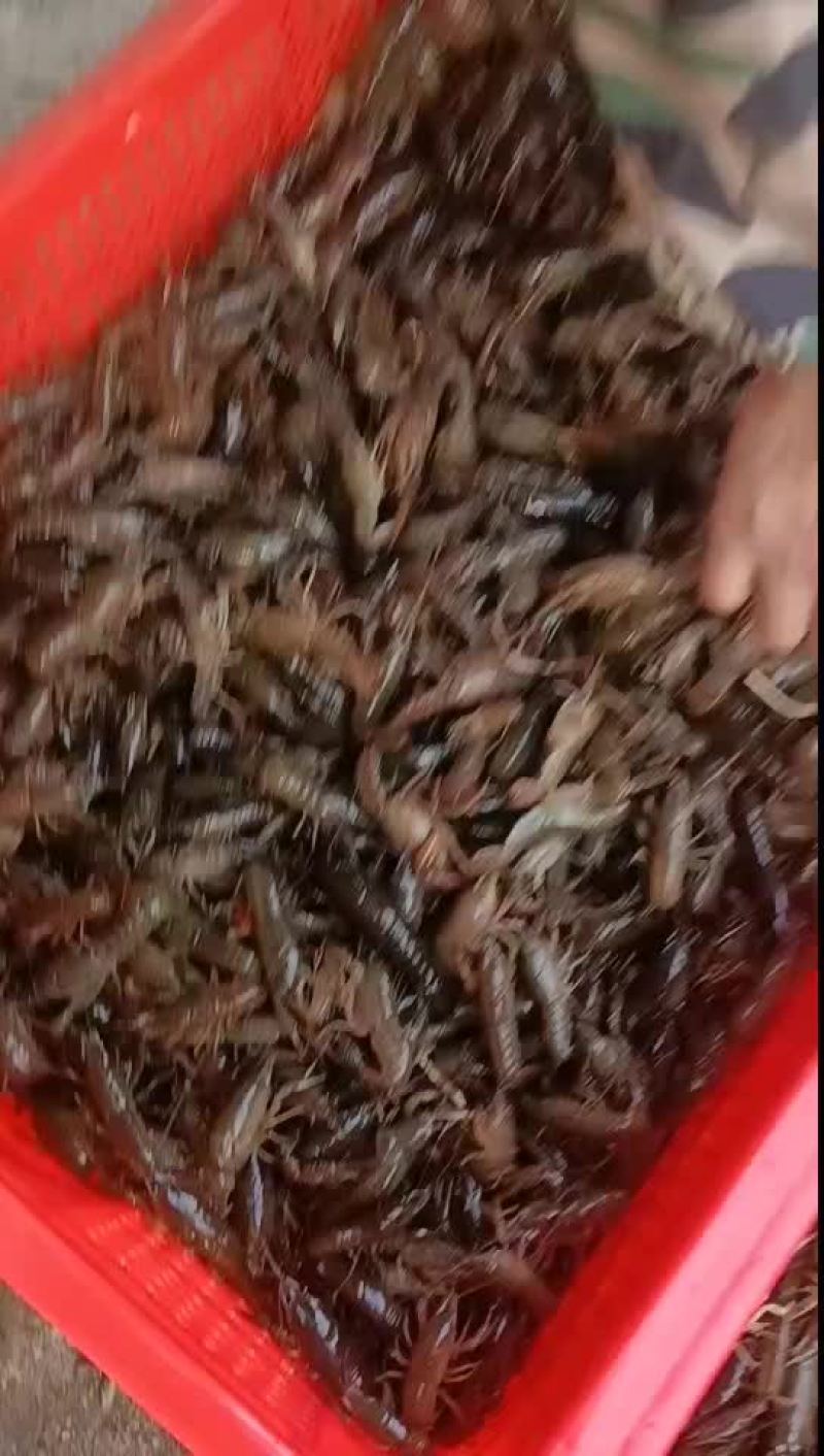 虾苗
