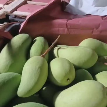 海南水仙金黄芒