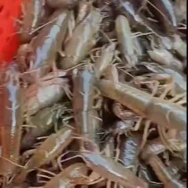 虾苗