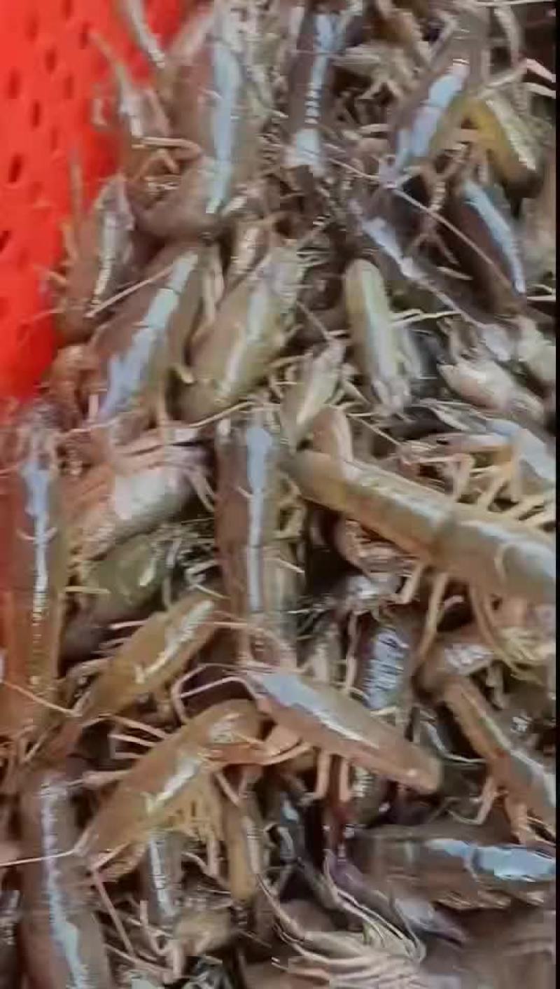 虾苗