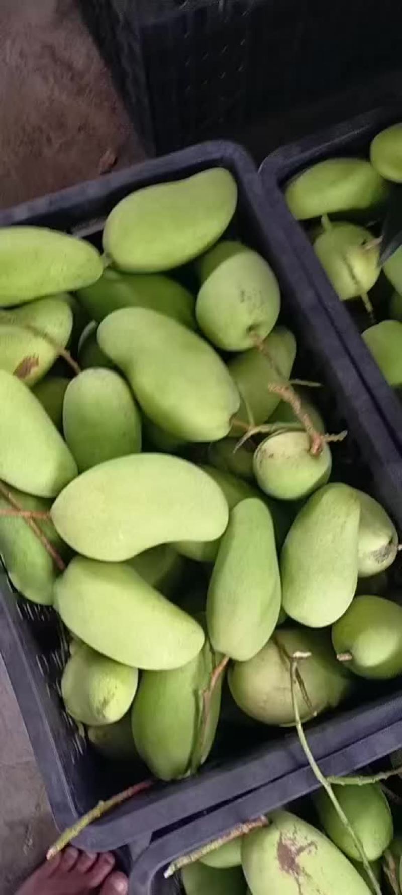 海南水仙金黄芒
