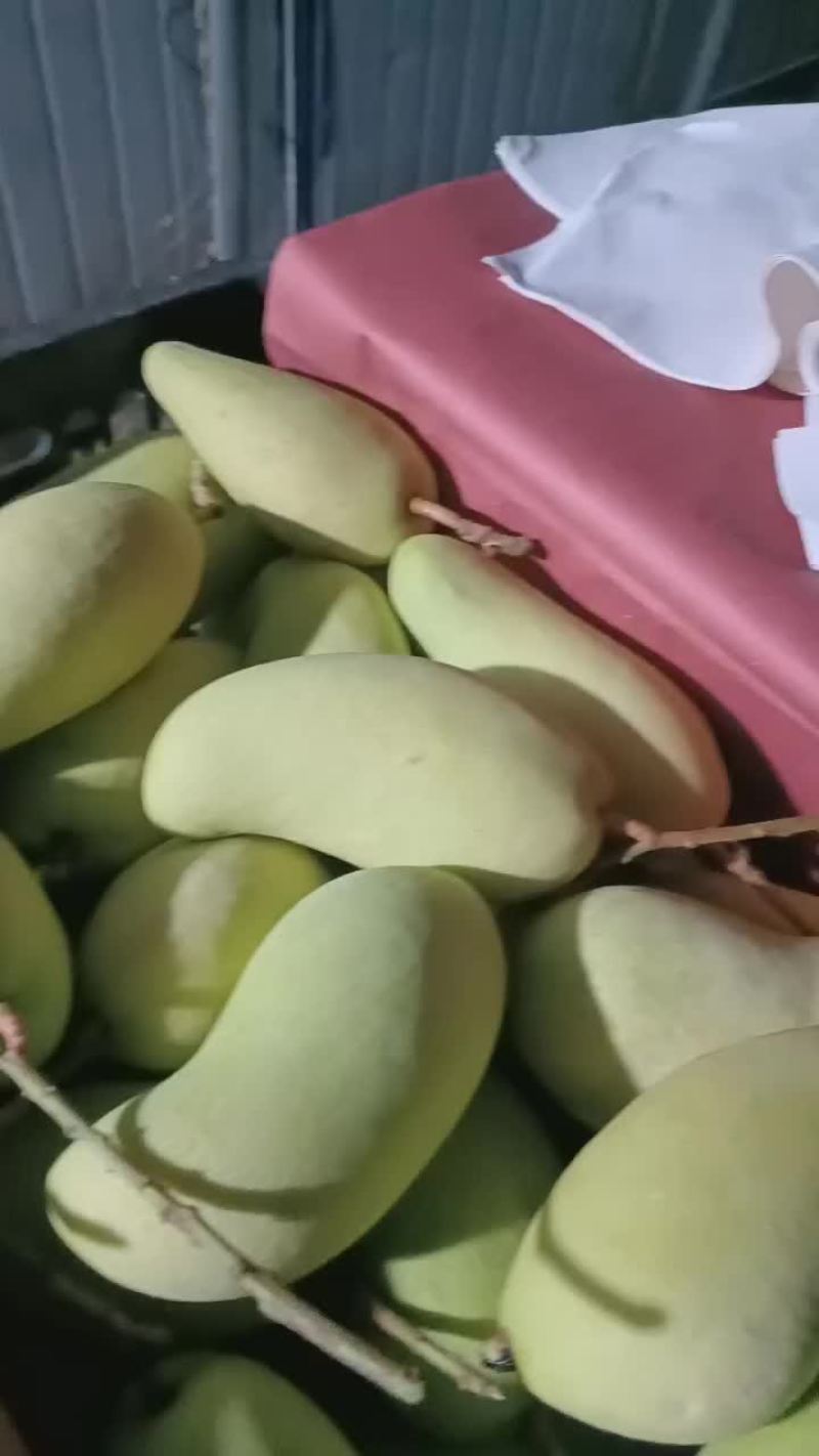 海南水仙金黄芒