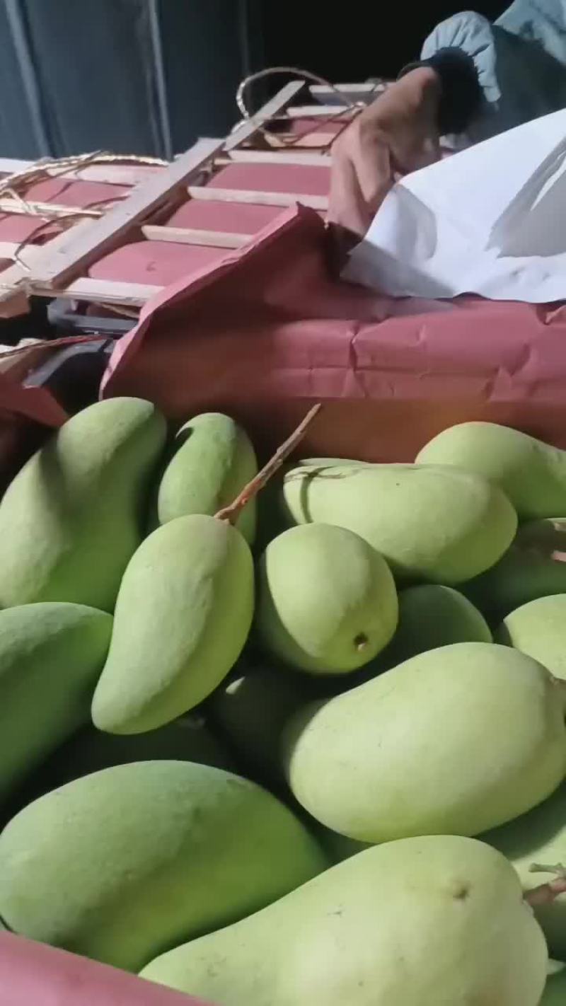 海南水仙金黄芒