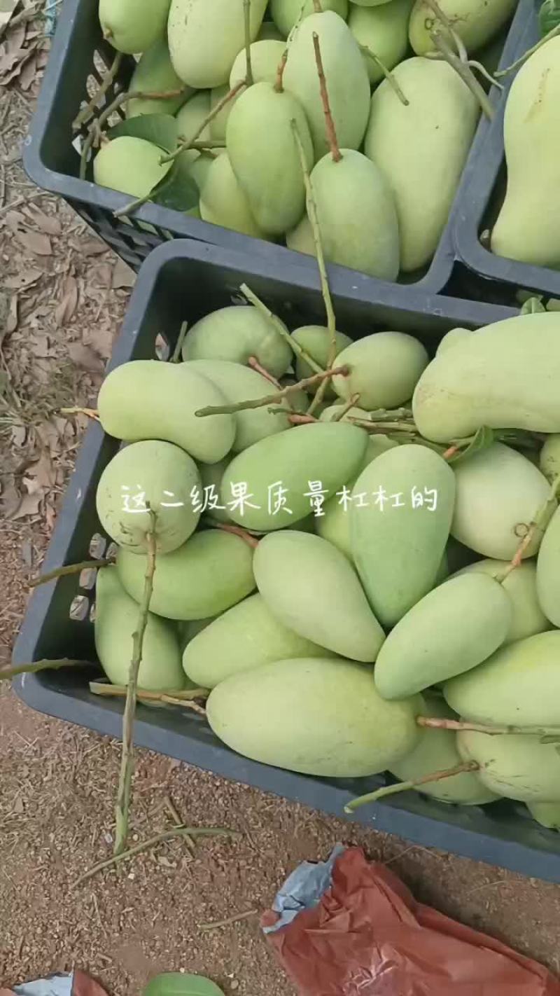 海南水仙金黄芒