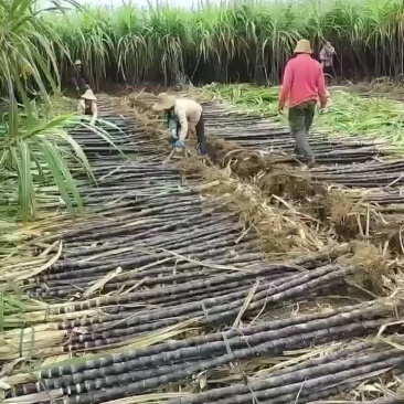 黑皮甘蔗喜欢的老板可以看过来