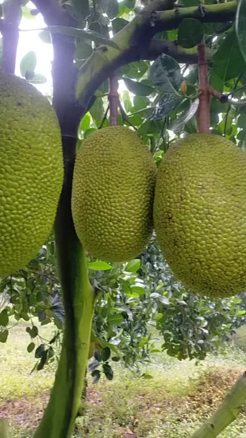菠萝蜜泰8号嘎嘣脆甜