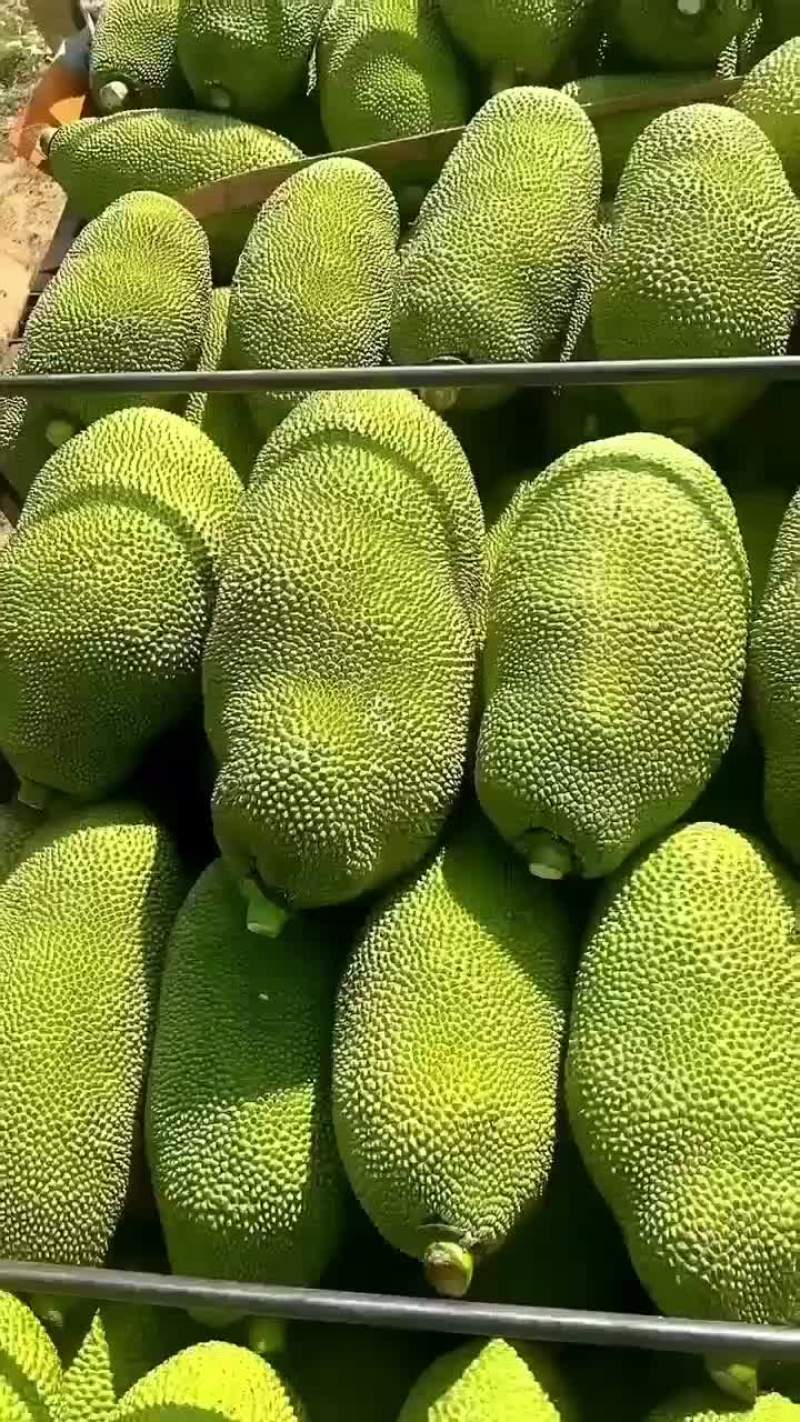 菠萝蜜一号果嘎嘣脆甜喜欢的可以看过来