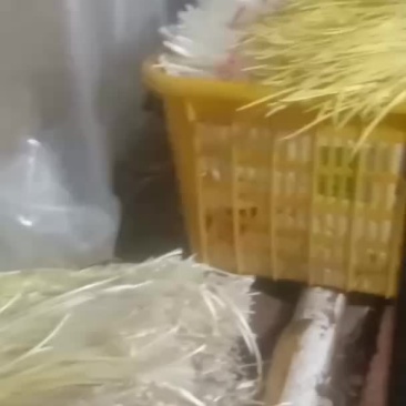 蒜黄