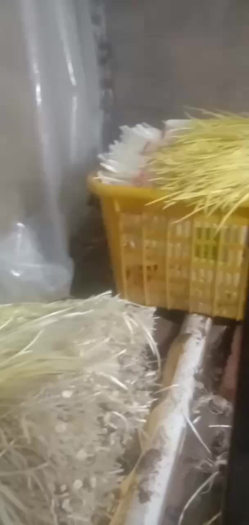 蒜黄
