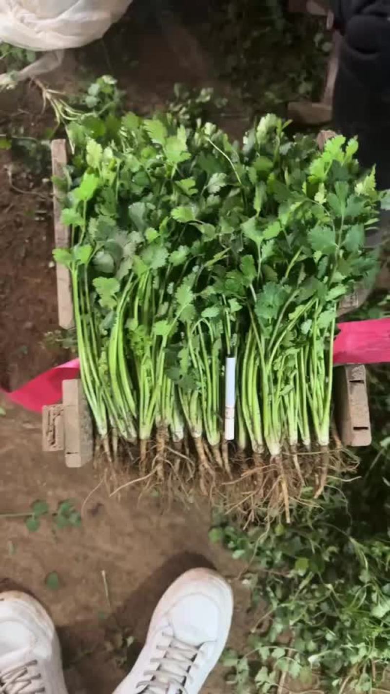 电商香菜