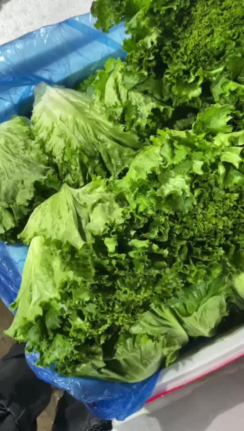 生菜（鸡生菜）