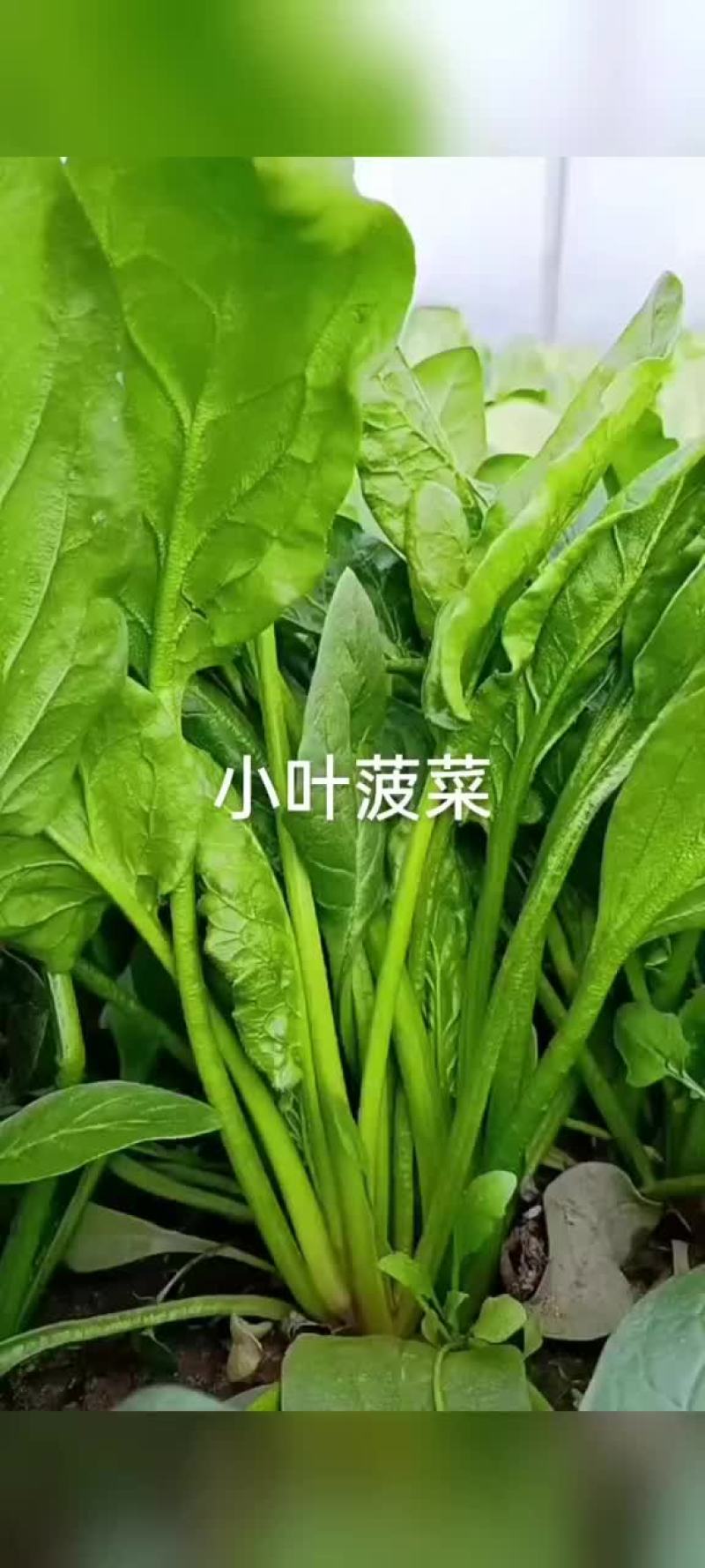 邯郸顾小营