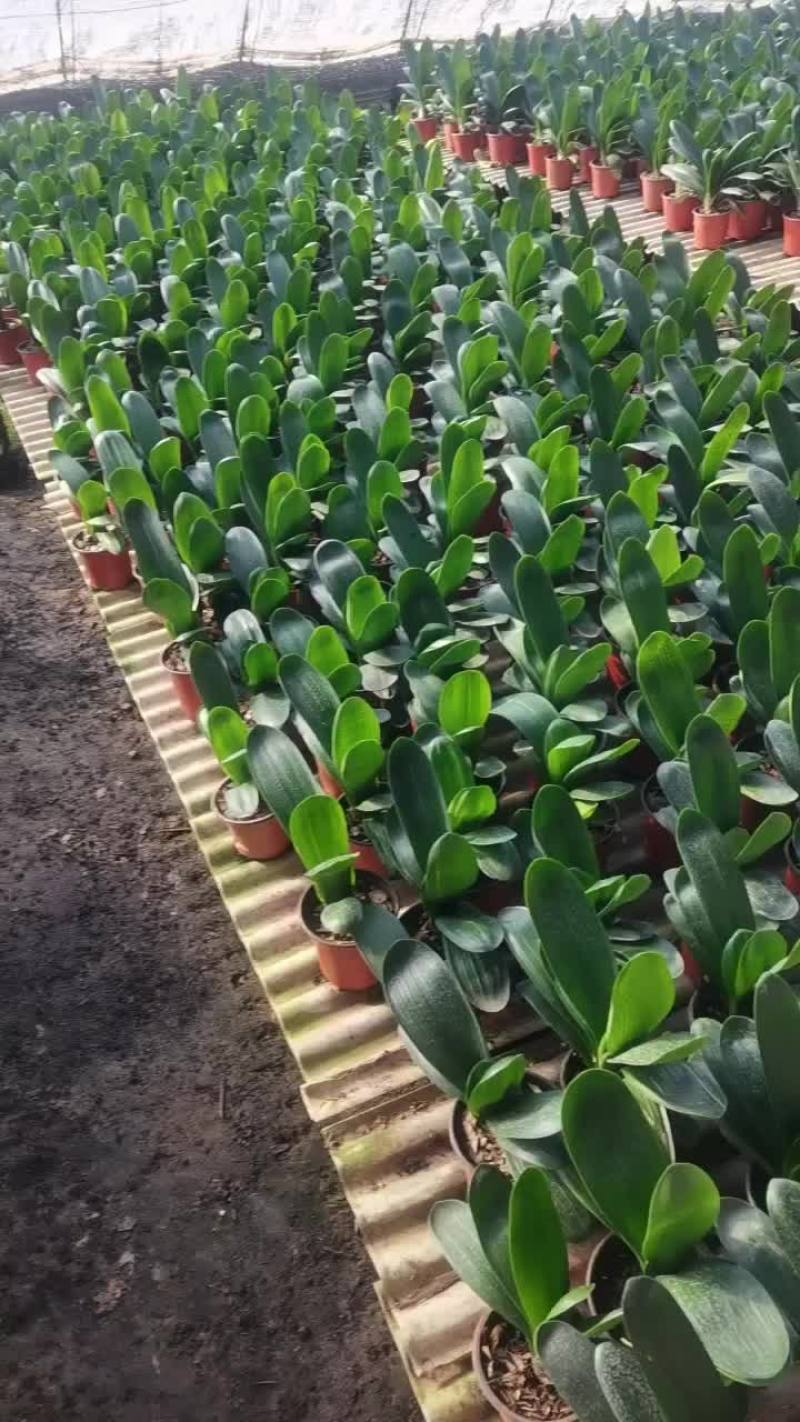 开花君子兰
