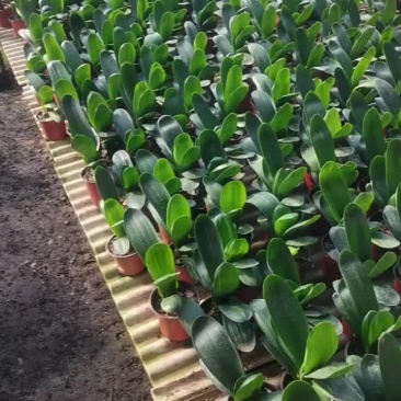 开花君子兰