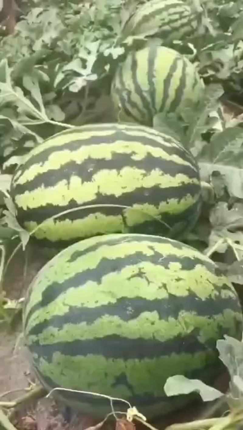 嫁接西瓜苗自根西瓜苗