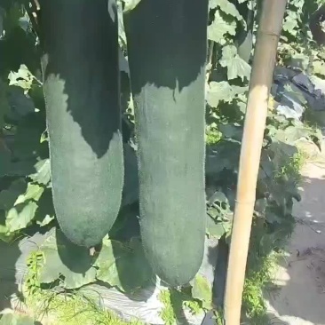 海南精品黑皮冬瓜