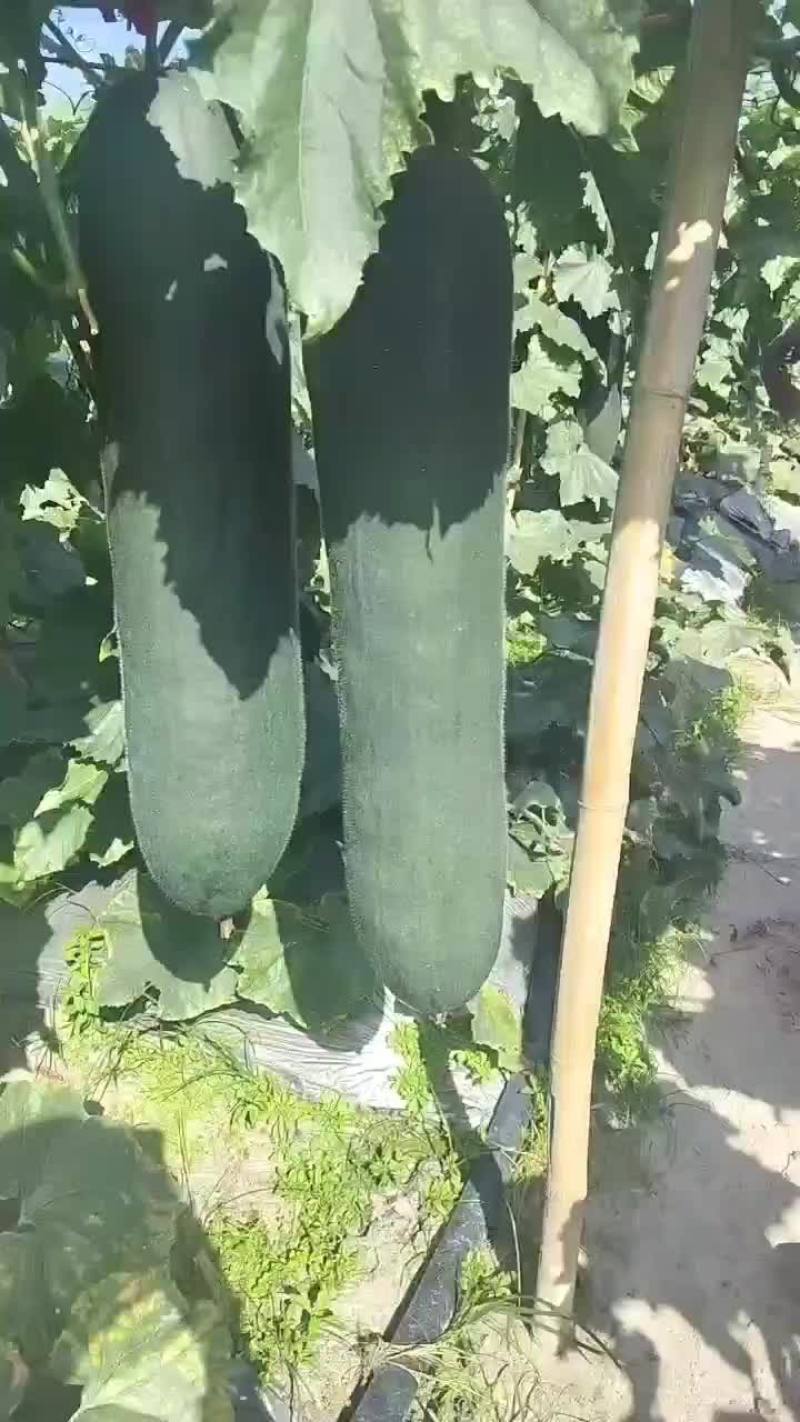 海南精品黑皮冬瓜