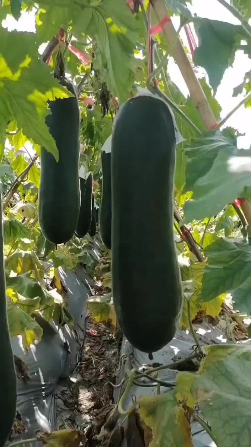 海南精品黑皮冬瓜