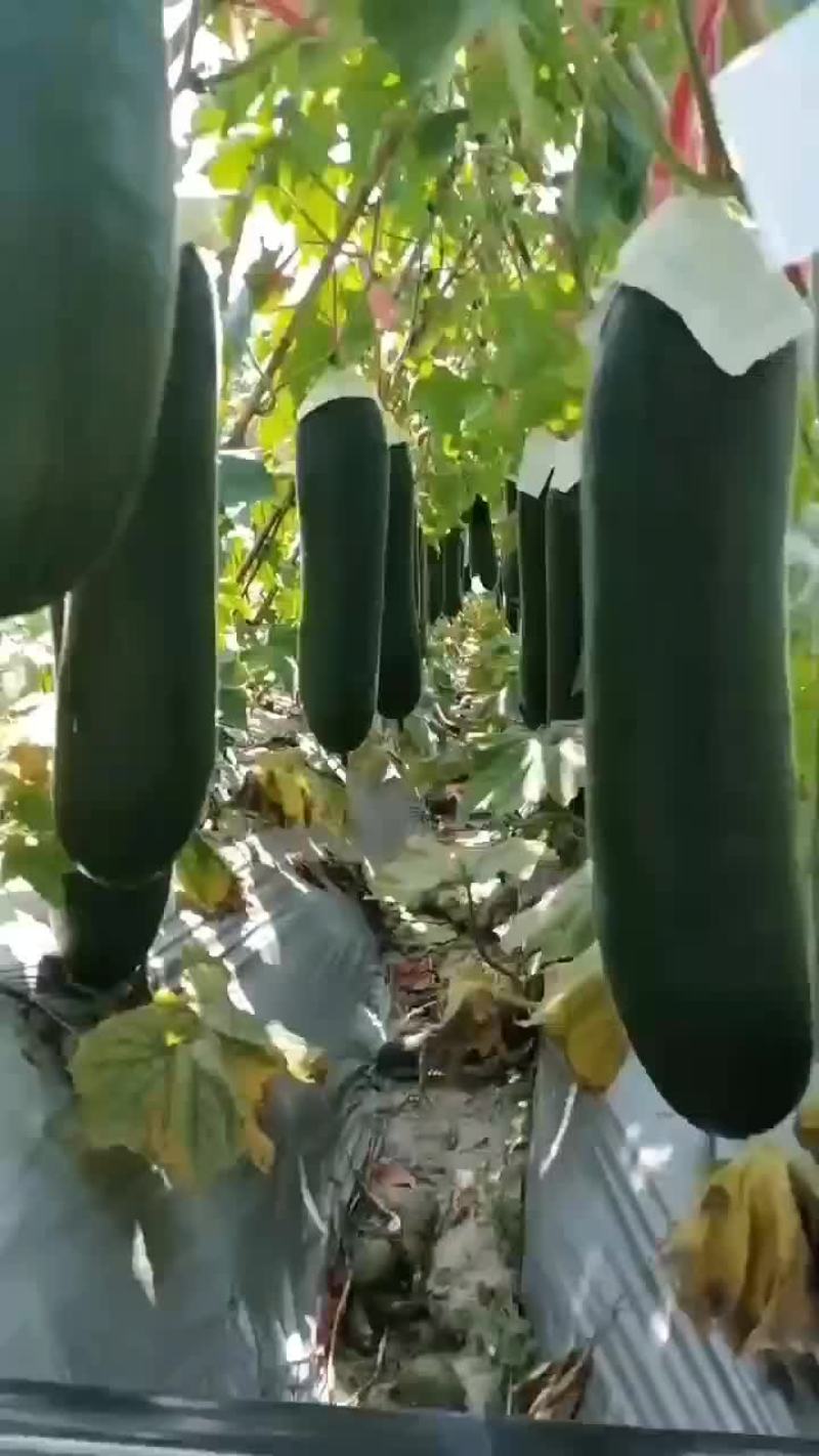 海南精品黑皮冬瓜