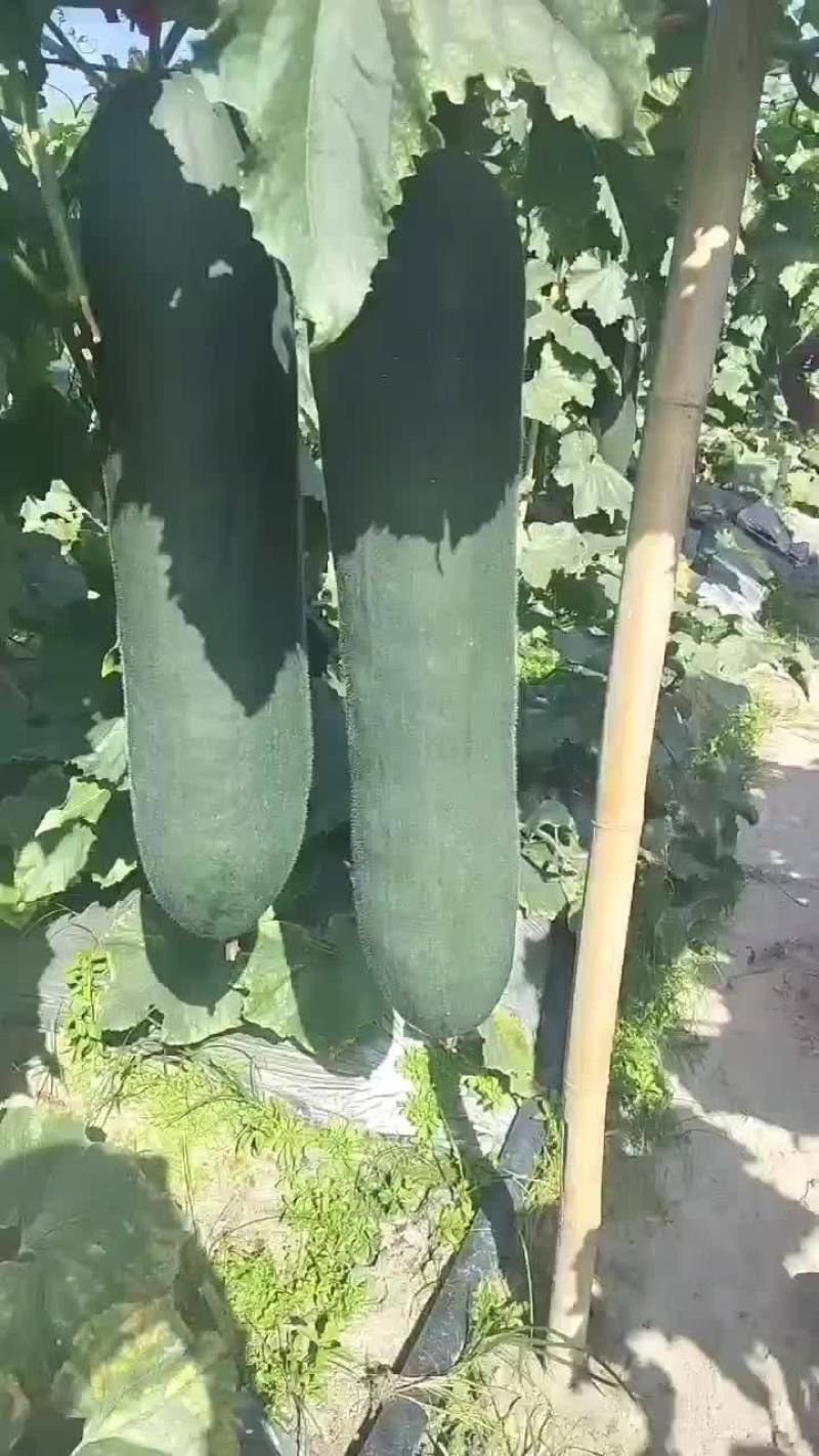 海南精品黑皮冬瓜