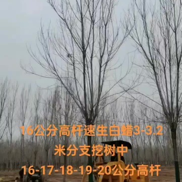 16公分速生白蜡