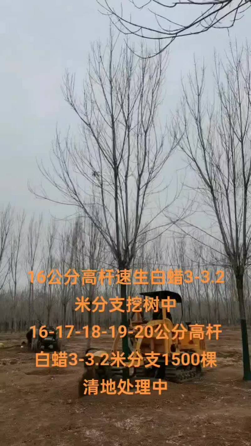 16公分速生白蜡