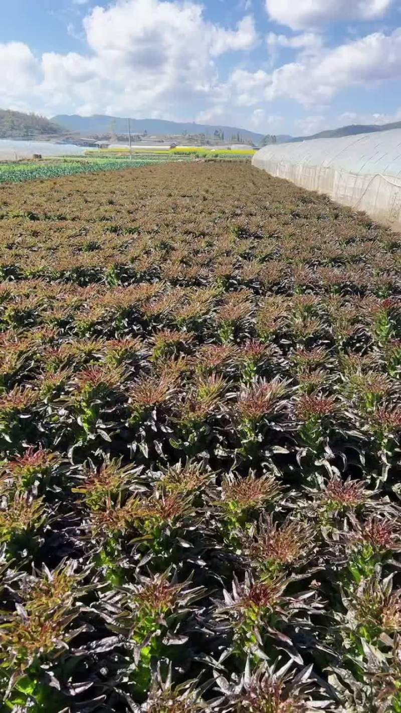 云南精品红叶香莴苣