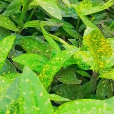苗圃直供花境耐阴植物洒金珊瑚地苗洒金珊瑚杯苗易成活价实惠