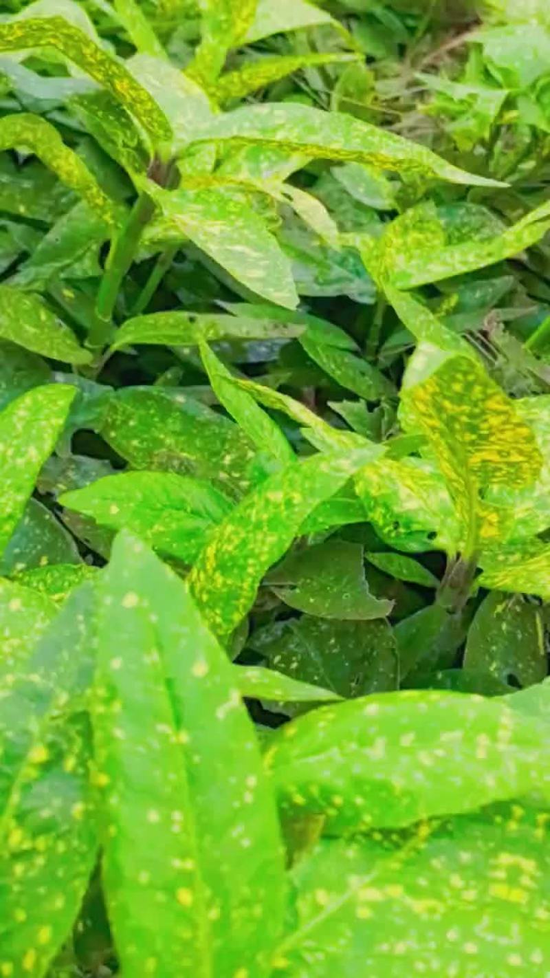 苗圃直供花境耐阴植物洒金珊瑚地苗洒金珊瑚杯苗易成活价实惠