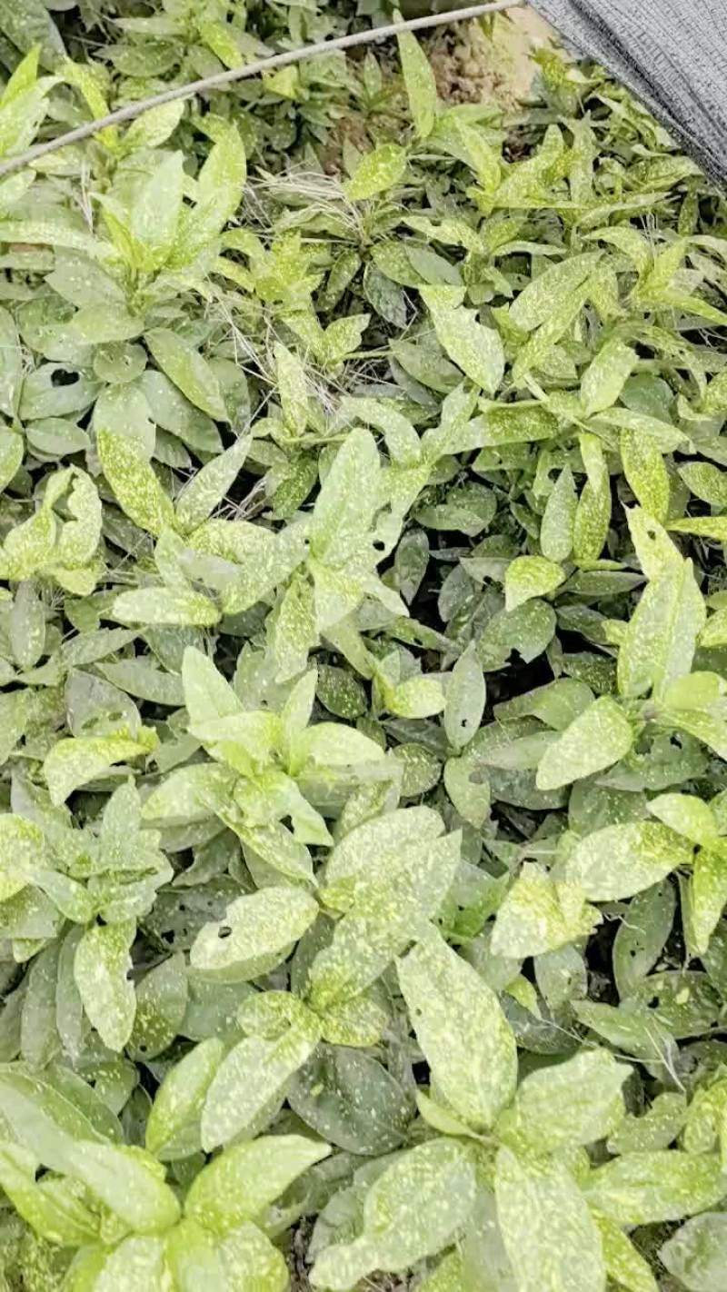 苗圃直供花境耐阴植物洒金珊瑚地苗洒金珊瑚杯苗易成活价实惠